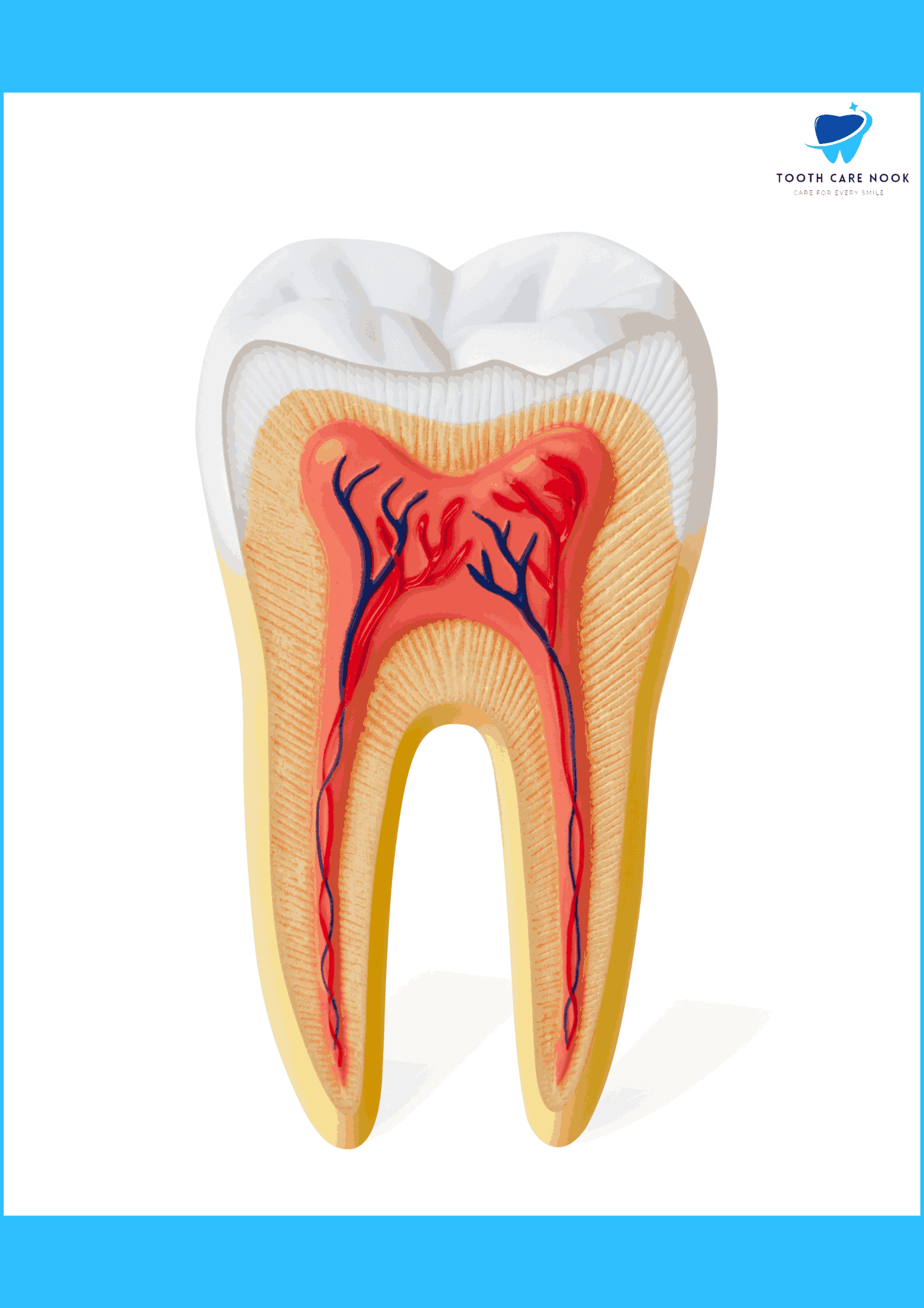 cusp of tooth