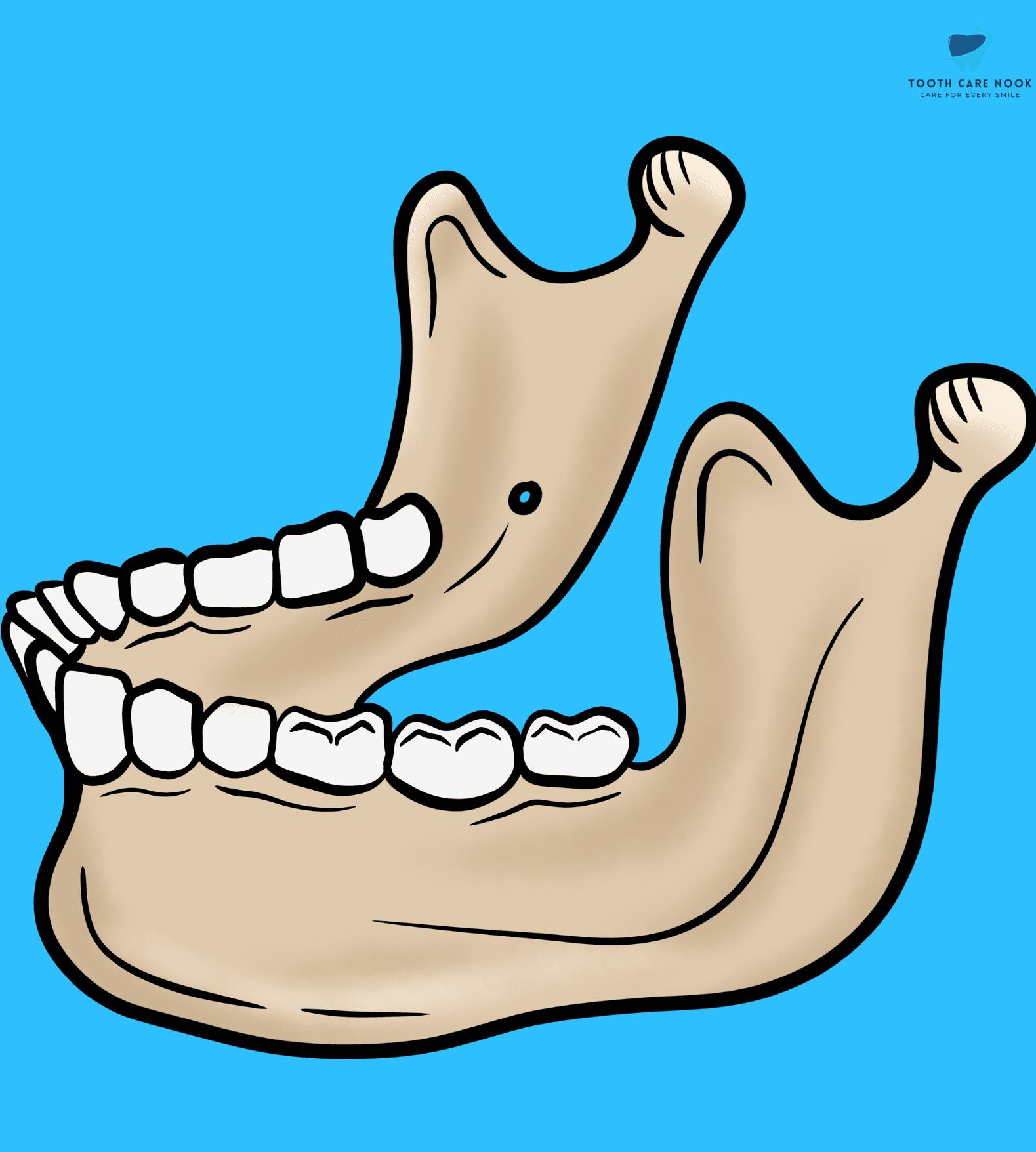 Mandible