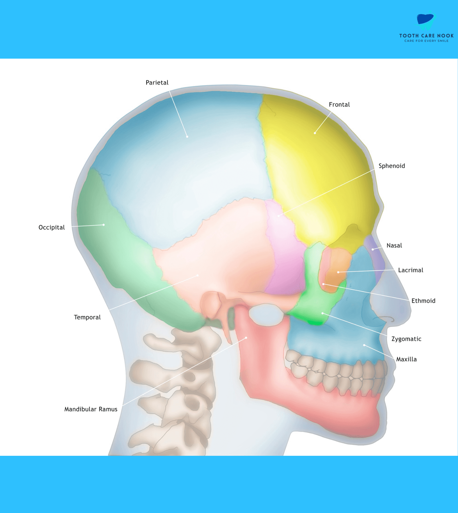 Maxilla 