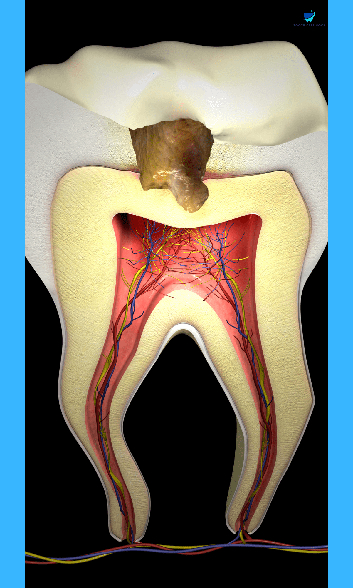 Composition of Teeth     