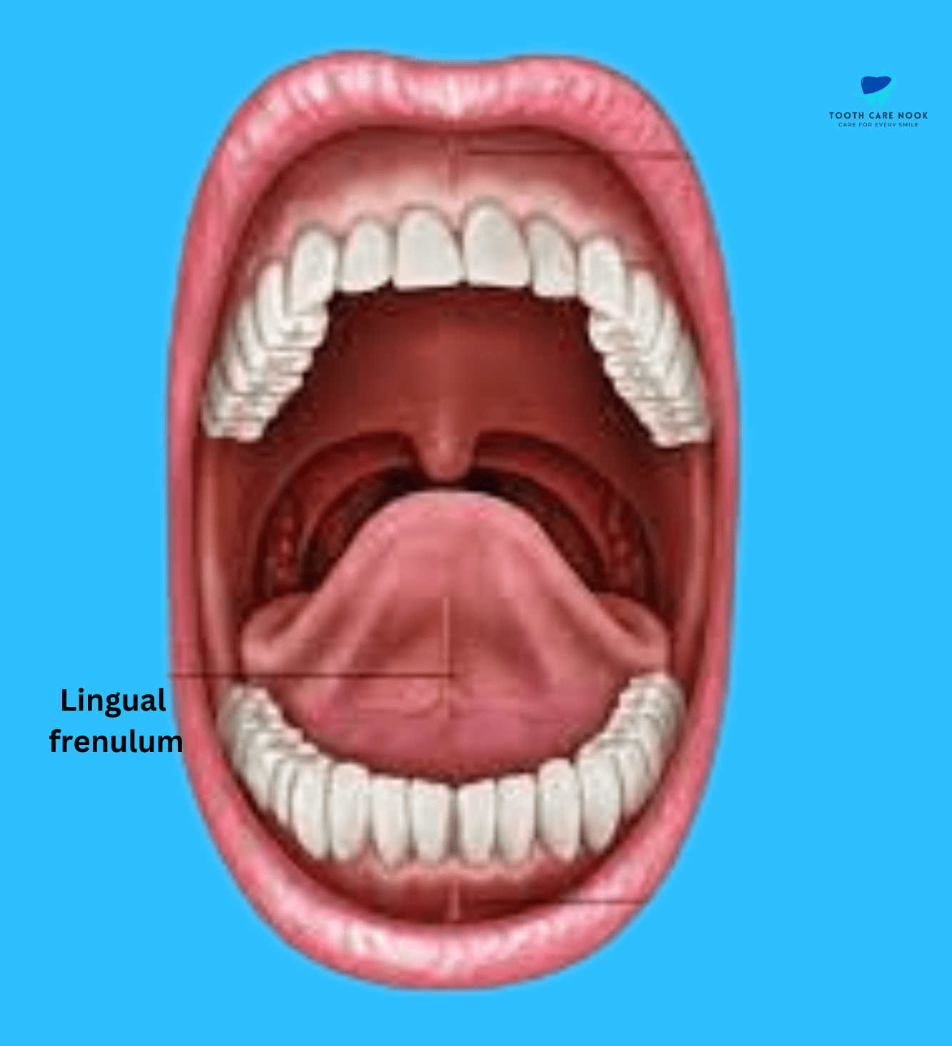 Lingual Frenulum