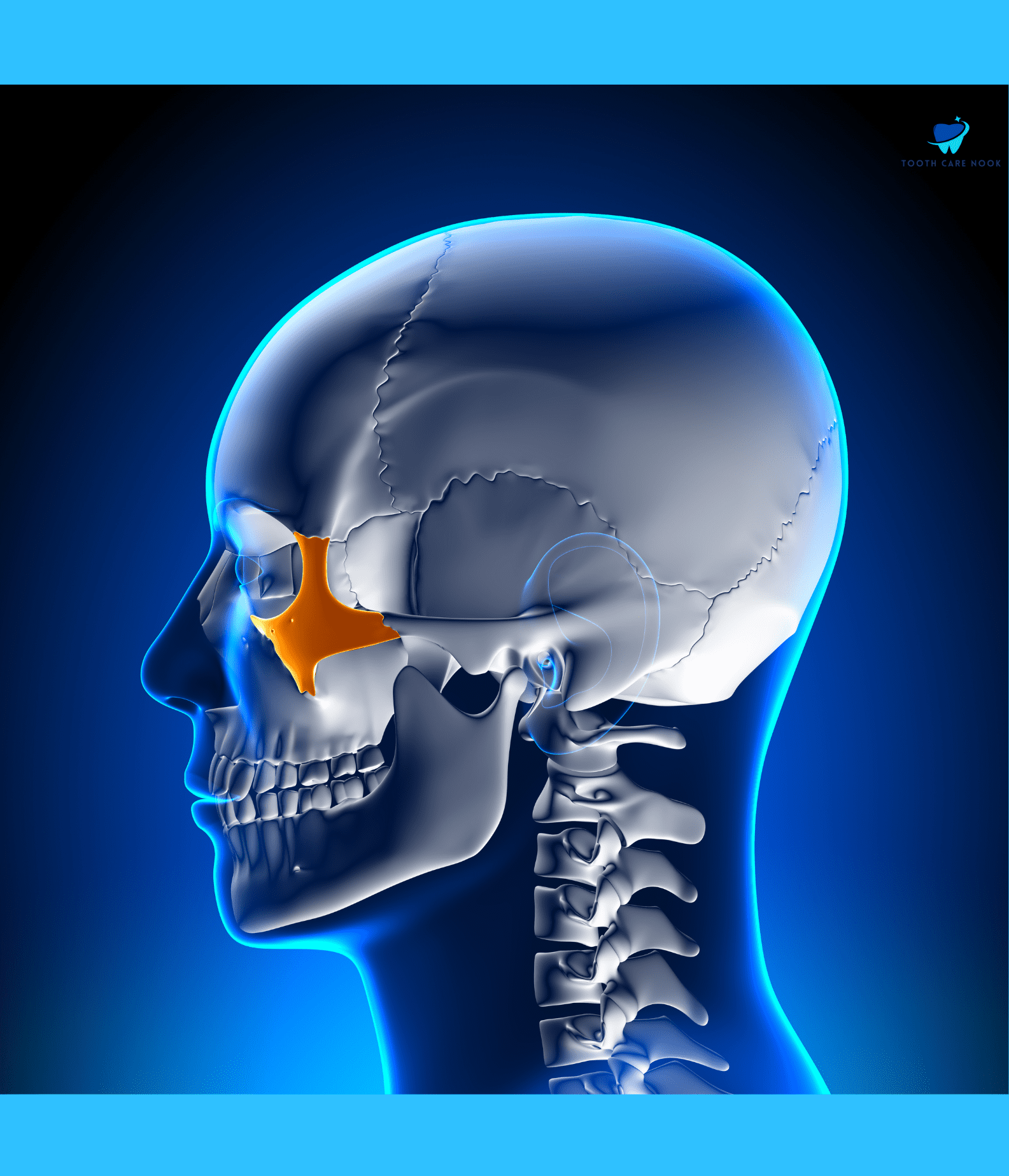 Zygomatic Bone