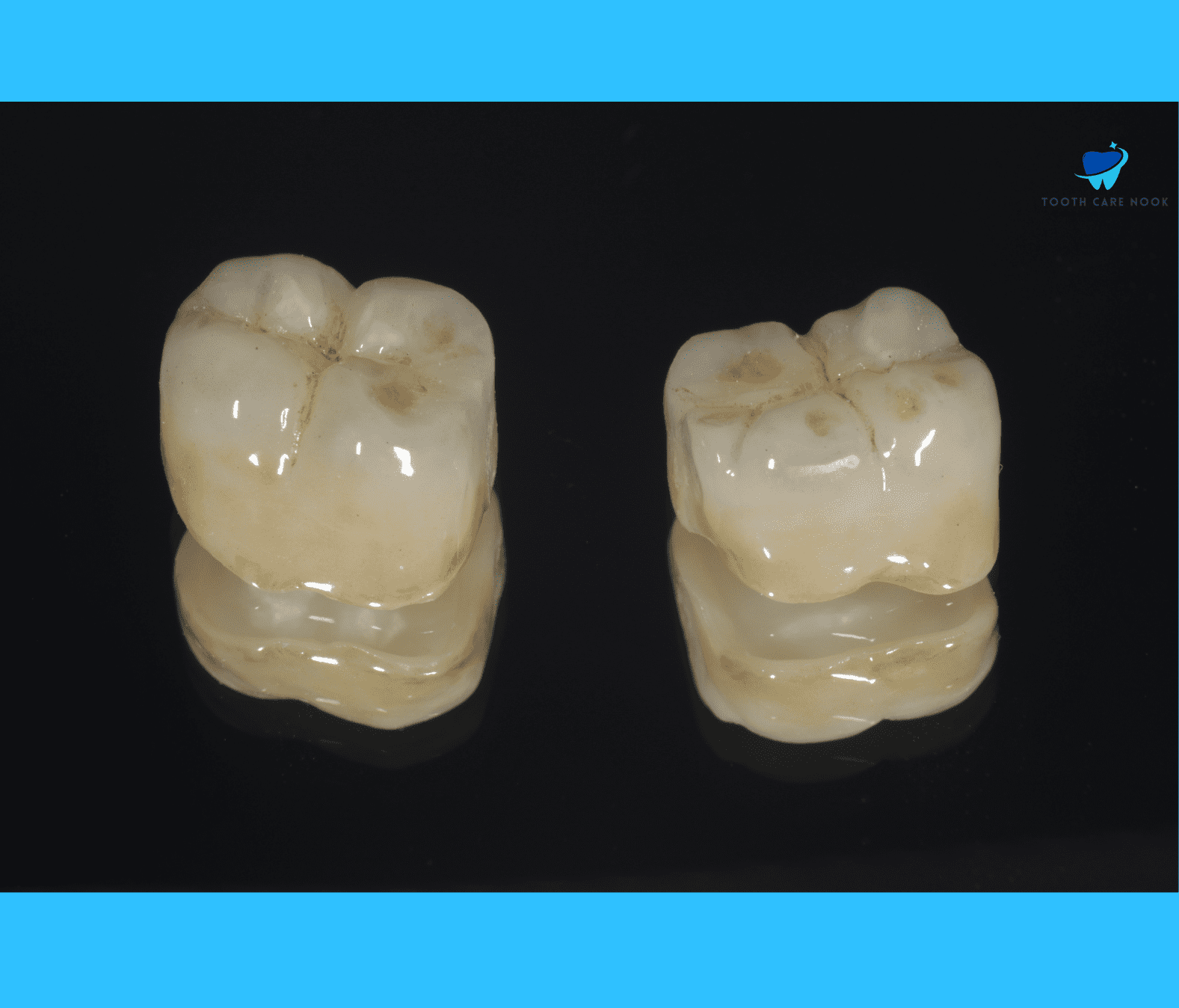 Premolar shape