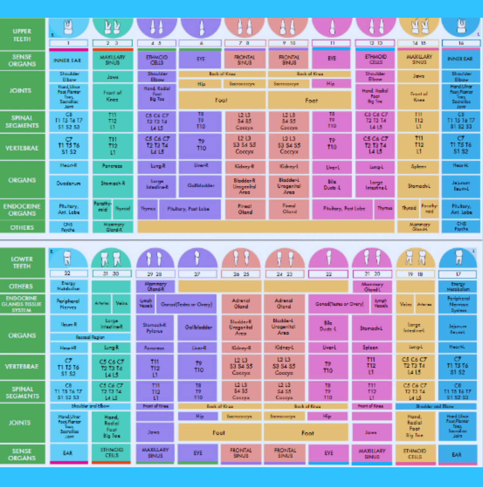 Tooth Organ Chart 