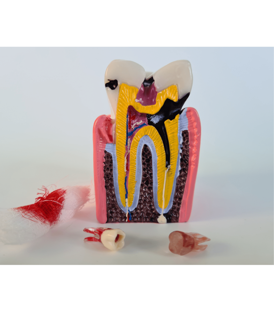 What Is Apex Of Tooth